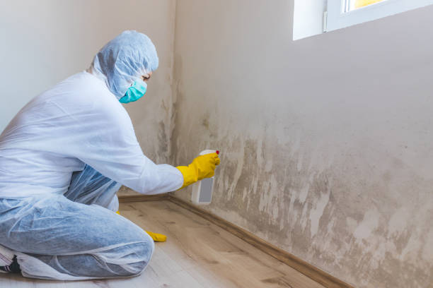 Licensed Mold Remediation service in Marlton, NJ - 24 Hour Mold Removal