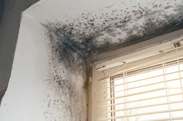 Affordable Mold Remediation solutions in Marlton, NJ